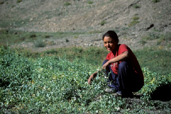 A woman working is fields Lingshed village, Zanskar, Ladakh. Jammu &amp; Kashmir, India 8/2004, © fot.: Radek Kucharski