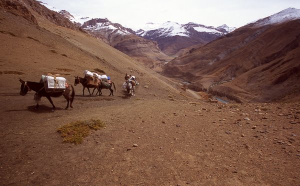 A caravan Ladakh, Jammu & Kashmir, India 9/2009, © fot.: Radek Kucharski