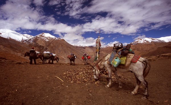 Horses on a pass on the way along Tsarab valley Ladakh, Jammu & Kashmir, India 9/2009, © fot.: Radek Kucharski